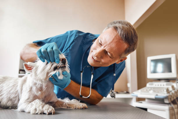 Best Urgent Care for Lost Fillings or Crowns in Mccom, OH